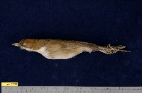 藏品(白喉噪眉)的圖片
